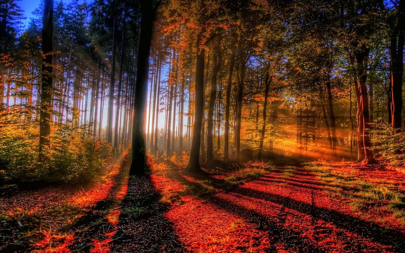 Sunlight Through Forest — Orange, Dramatic, Sunset, Photograph, Trees, Leaves, Path