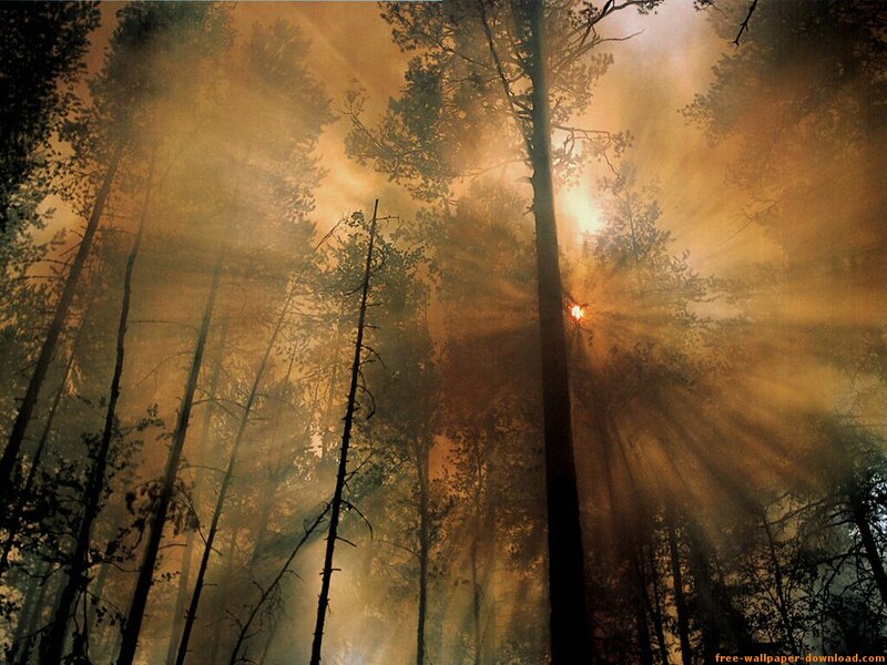 Sunlight Through Forest — Orange, Dramatic, Sunset, Photograph, Trees, Sun