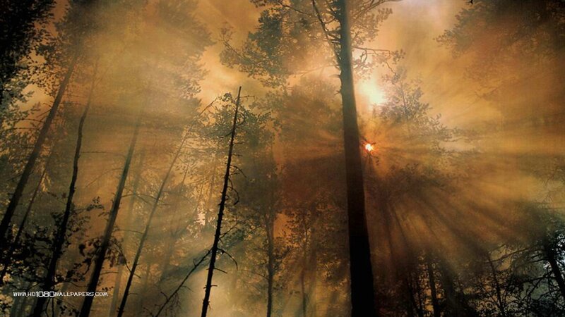Sunlight Through Forest — Orange, Dramatic, Sunset, Photograph, Trees