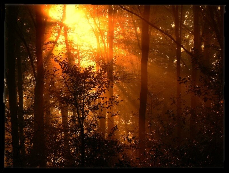 Sunlight Through Forest — Orange, Dramatic, Sunset