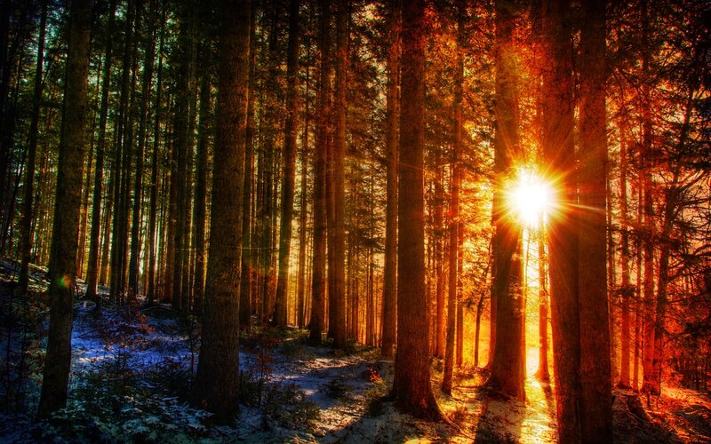 Sunlight Through Forest — Orange, Dramatic