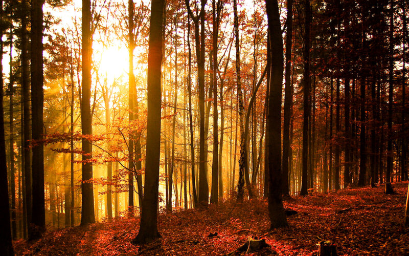 Sunlight Through Forest — Orange, Serene, Autumn, Photograph
