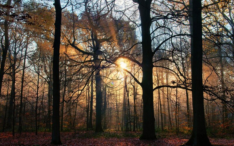 Sunlight Through Forest — Orange, Serene, Autumn, Photograph, Trees