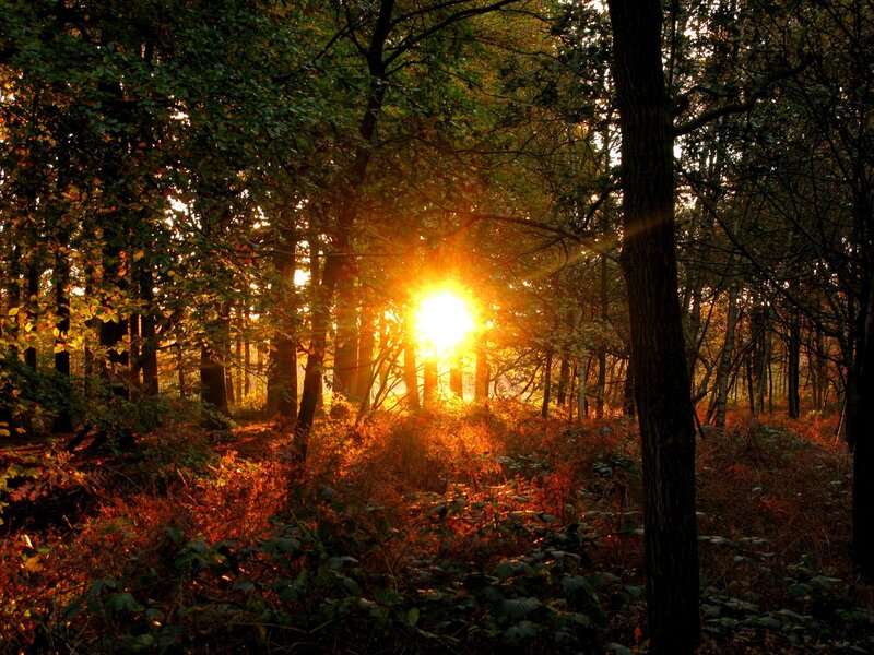 Sunlight Through Forest — Orange, Serene, Sunset, Photograph