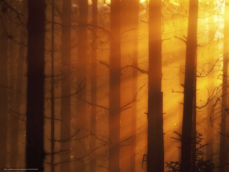 Sunlight Through Forest — Orange, Serene, Sunset, Photograph, Trees, Fog