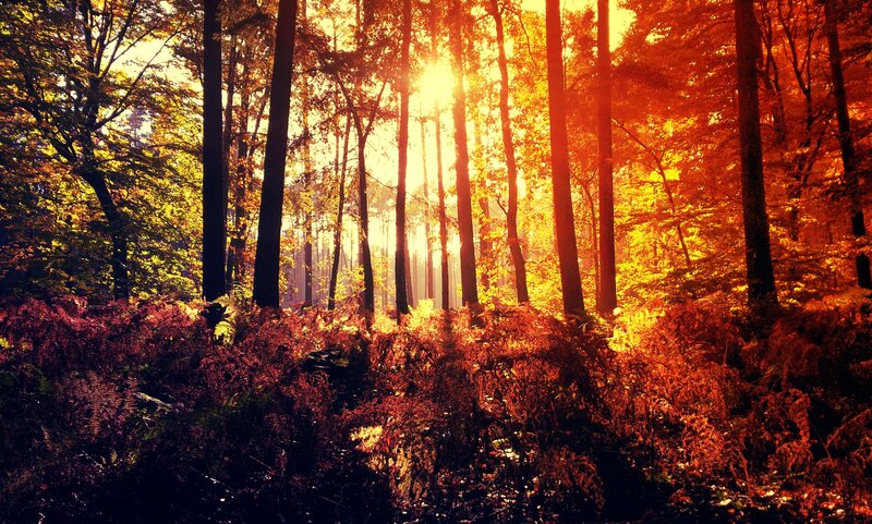 Sunlight Through Forest — Orange, Serene, Sunset, Photograph, Trees, Forest Floor