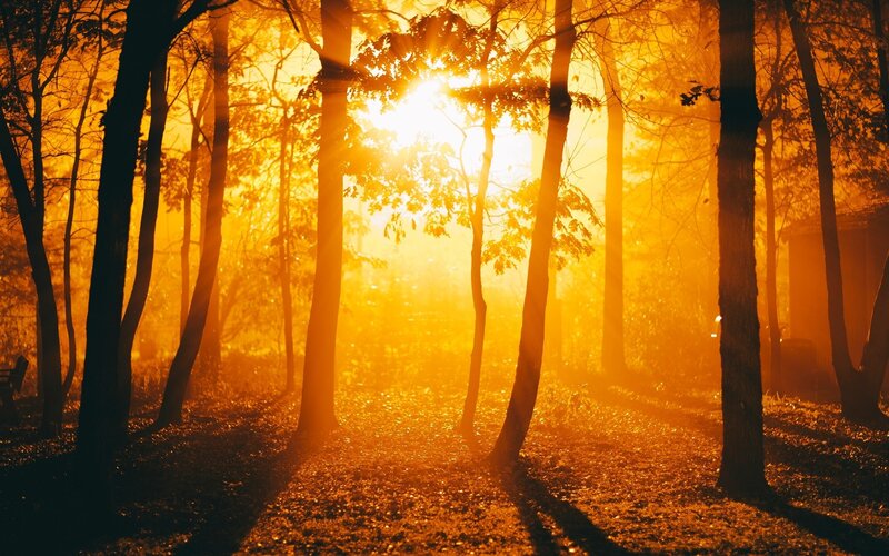 Sunlight Through Forest — Orange, Serene, Sunset, Photograph, Trees, Leaves, Sun