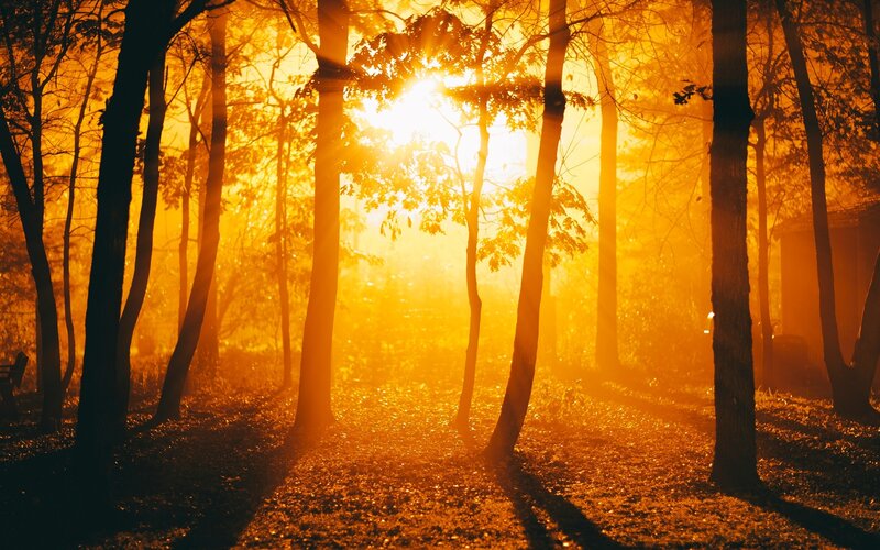 Sunlight Through Forest — Orange, Serene, Sunset, Photograph, Trees, Leaves