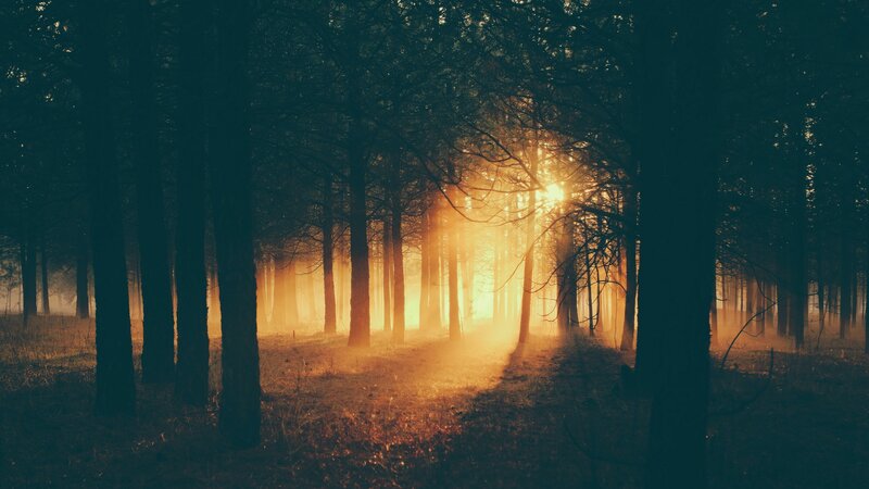 Sunlight Through Forest — Orange, Serene, Sunset, Photograph, Trees, Mist
