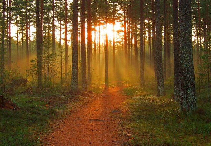 Sunlight Through Forest — Orange, Serene, Sunset, Photograph, Trees, Path, Mist