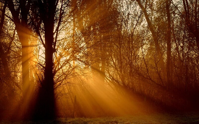Sunlight Through Forest — Orange, Serene, Sunset, Photograph, Trees, Sunbeams