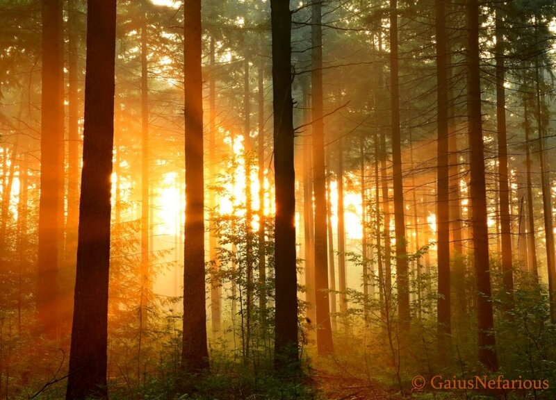 Sunlight Through Forest — Orange, Serene, Sunset, Photograph, Trees