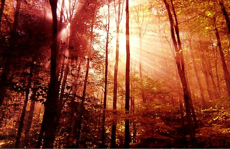 Sunlight Through Forest — Orange, Serene, Sunset