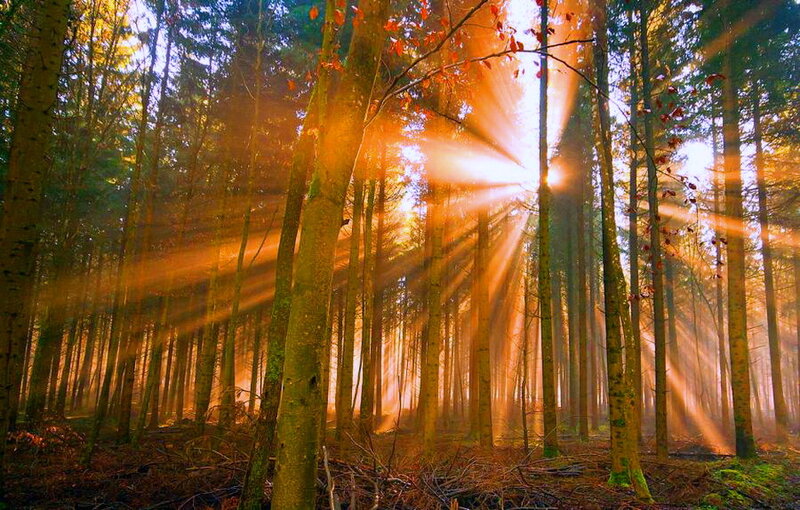 Sunlight Through Forest — Orange, Serene