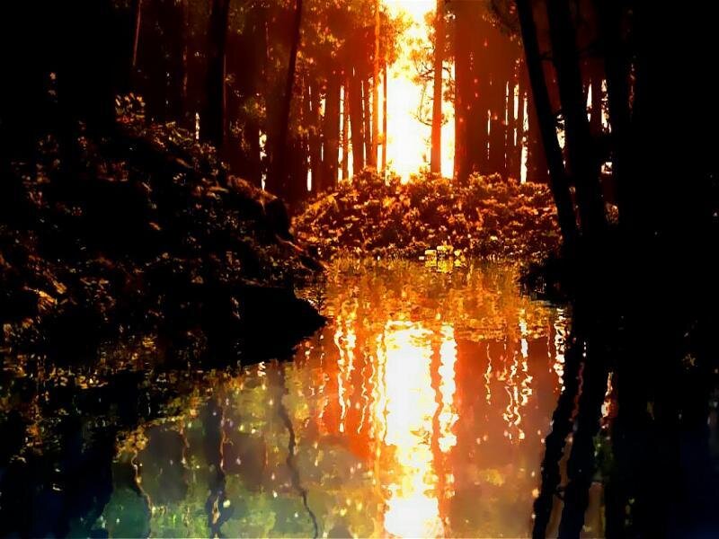 Sunlight Through Forest — Orange