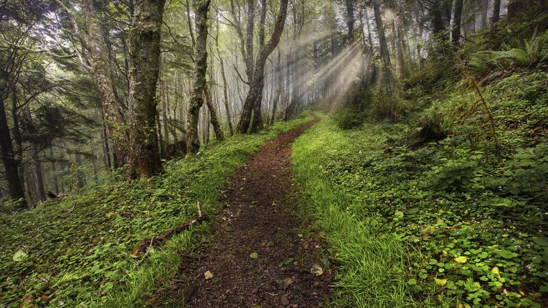 Sunlight through forest path
