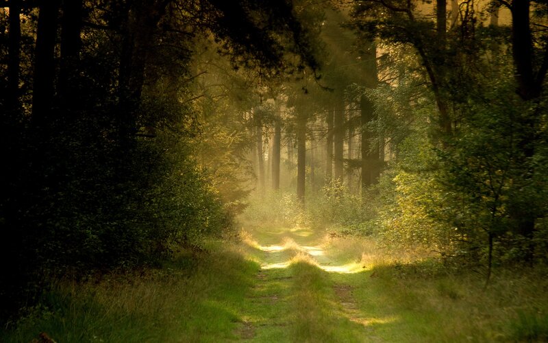 Sunlight through forest path