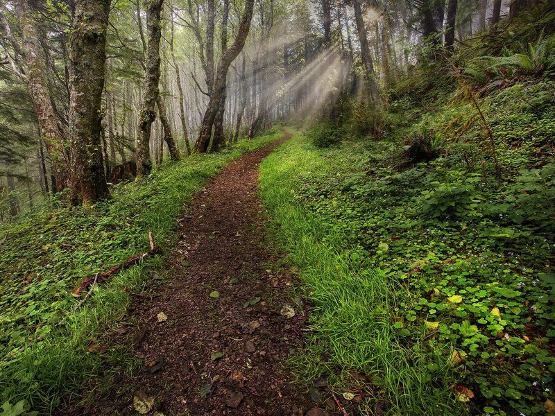Sunlight through forest path