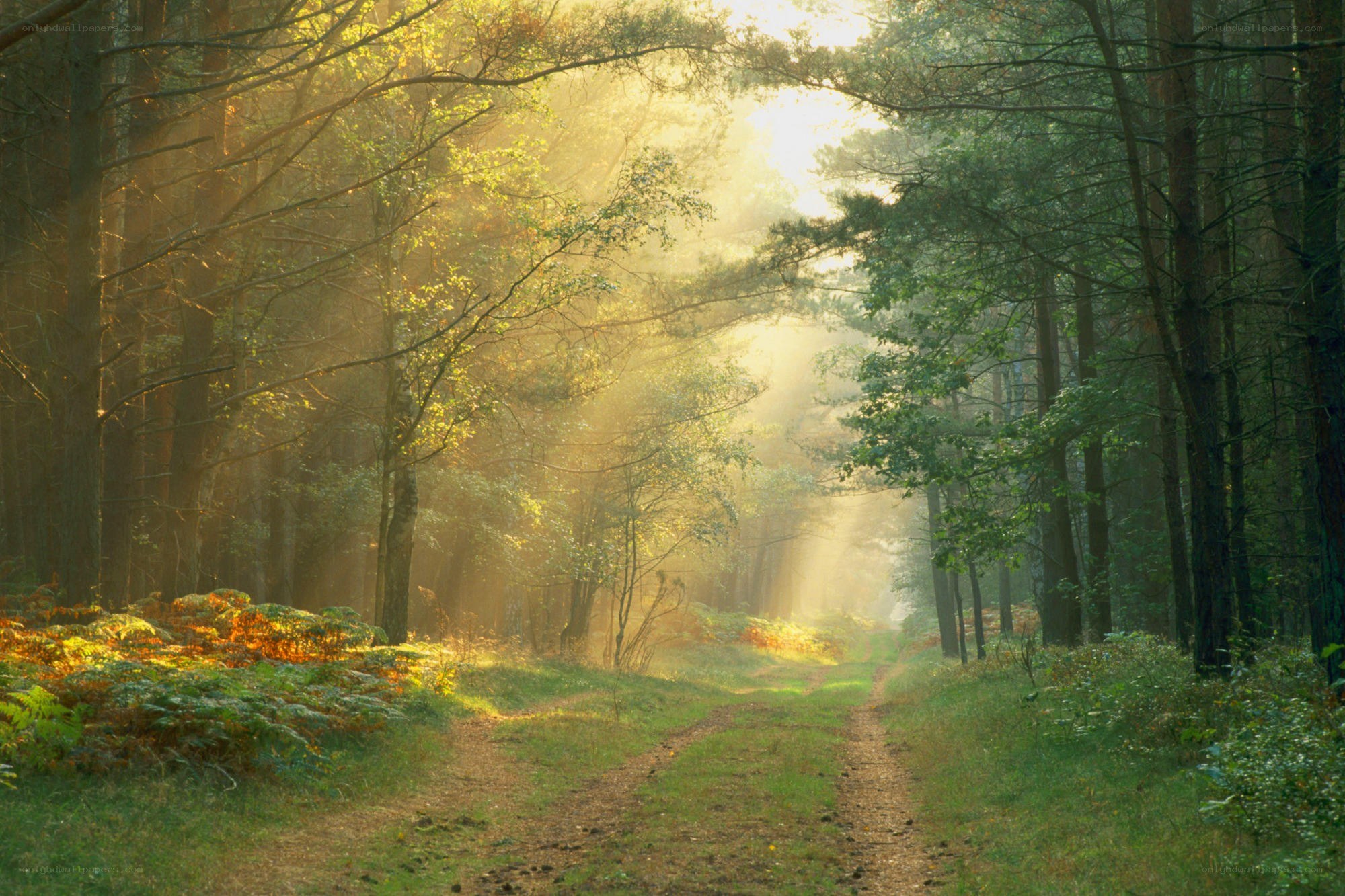 Sunlight through forest path