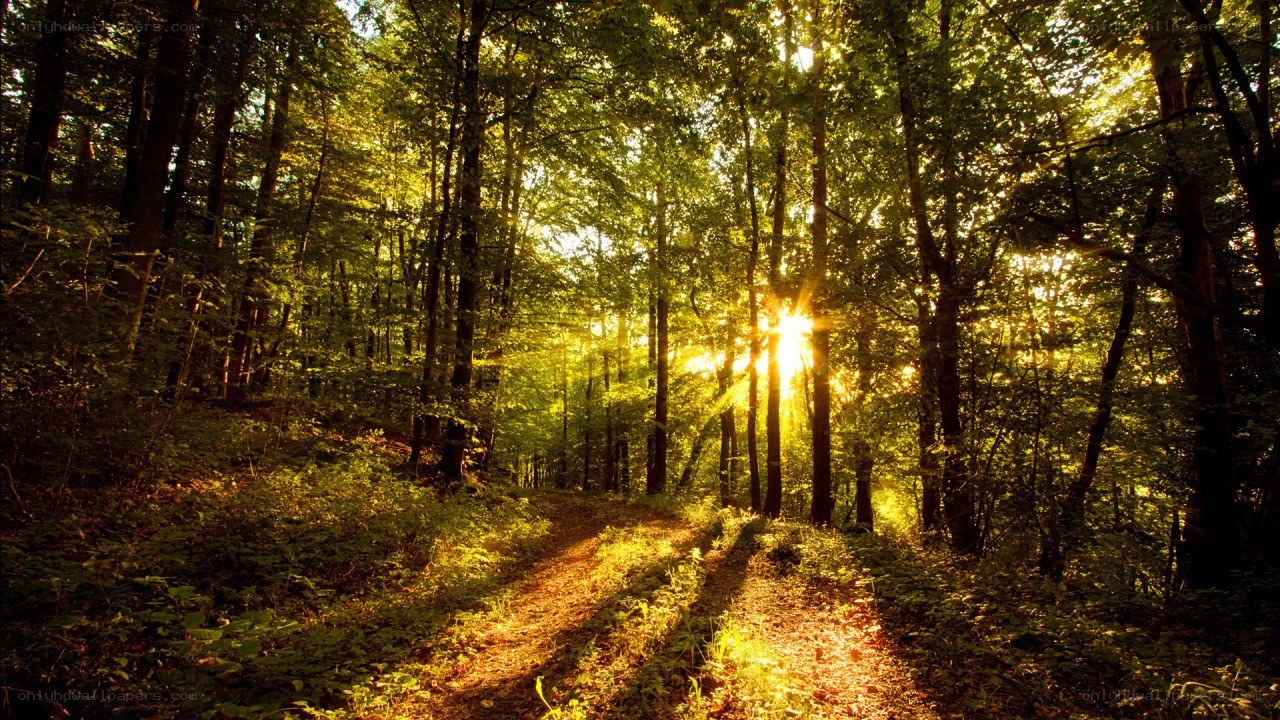 Sunlight through forest path