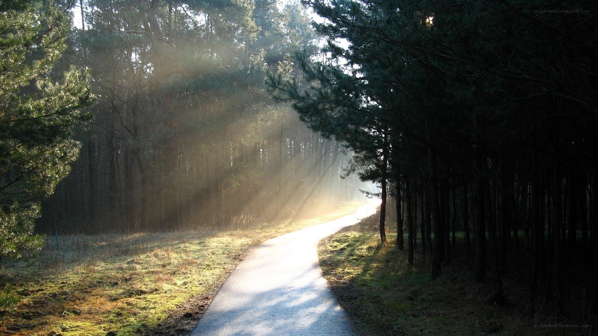 Sunlight through forest path
