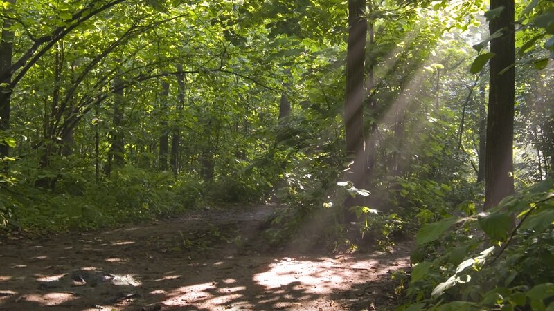 Sunlight through forest path