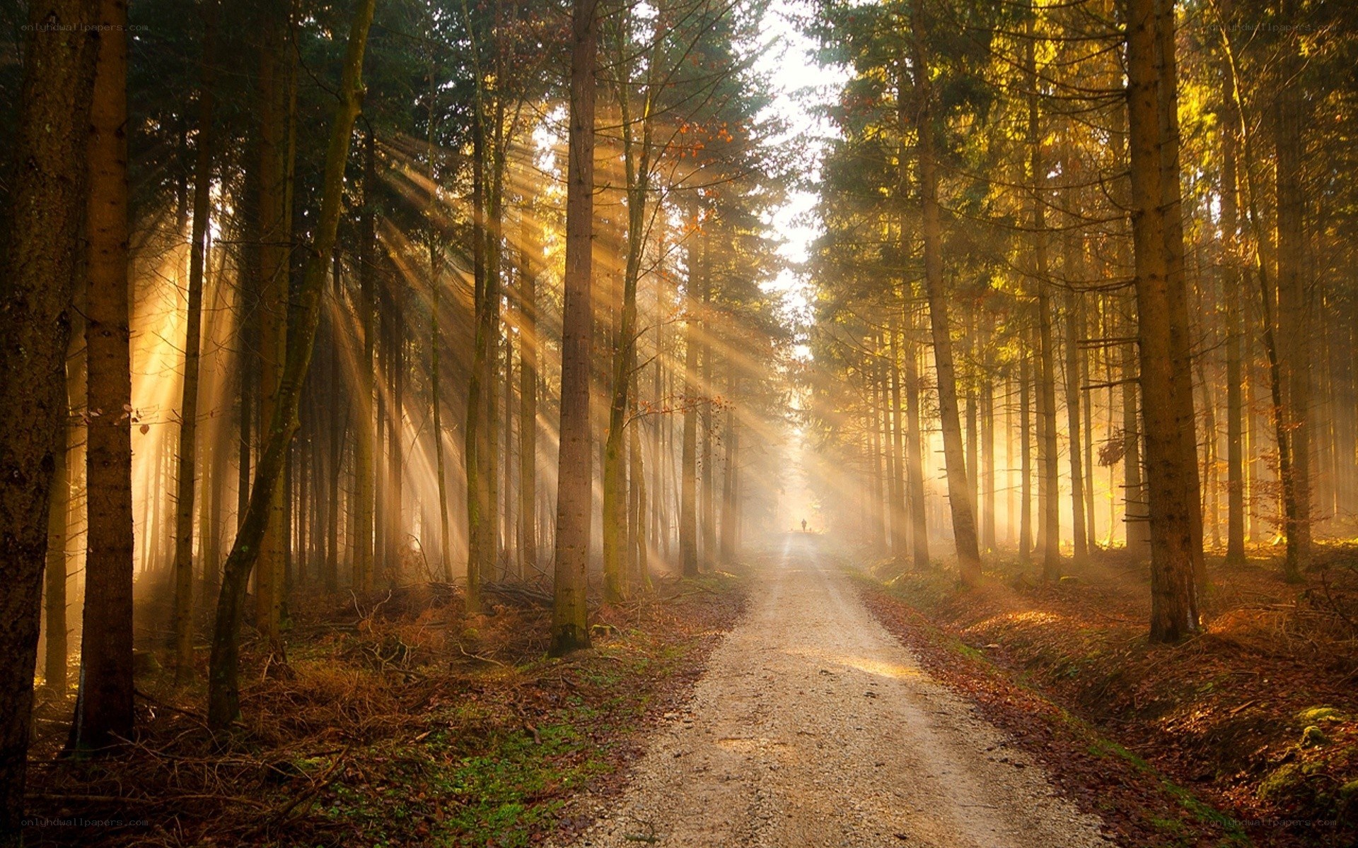 Sunlight through forest path