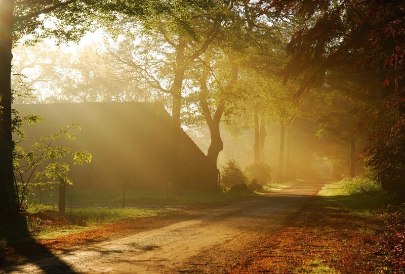 Sunlight through forest path