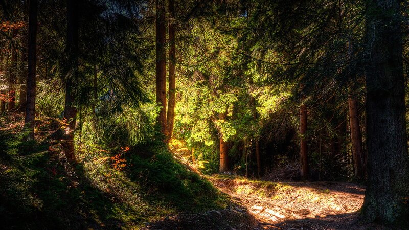 Sunlight through forest path