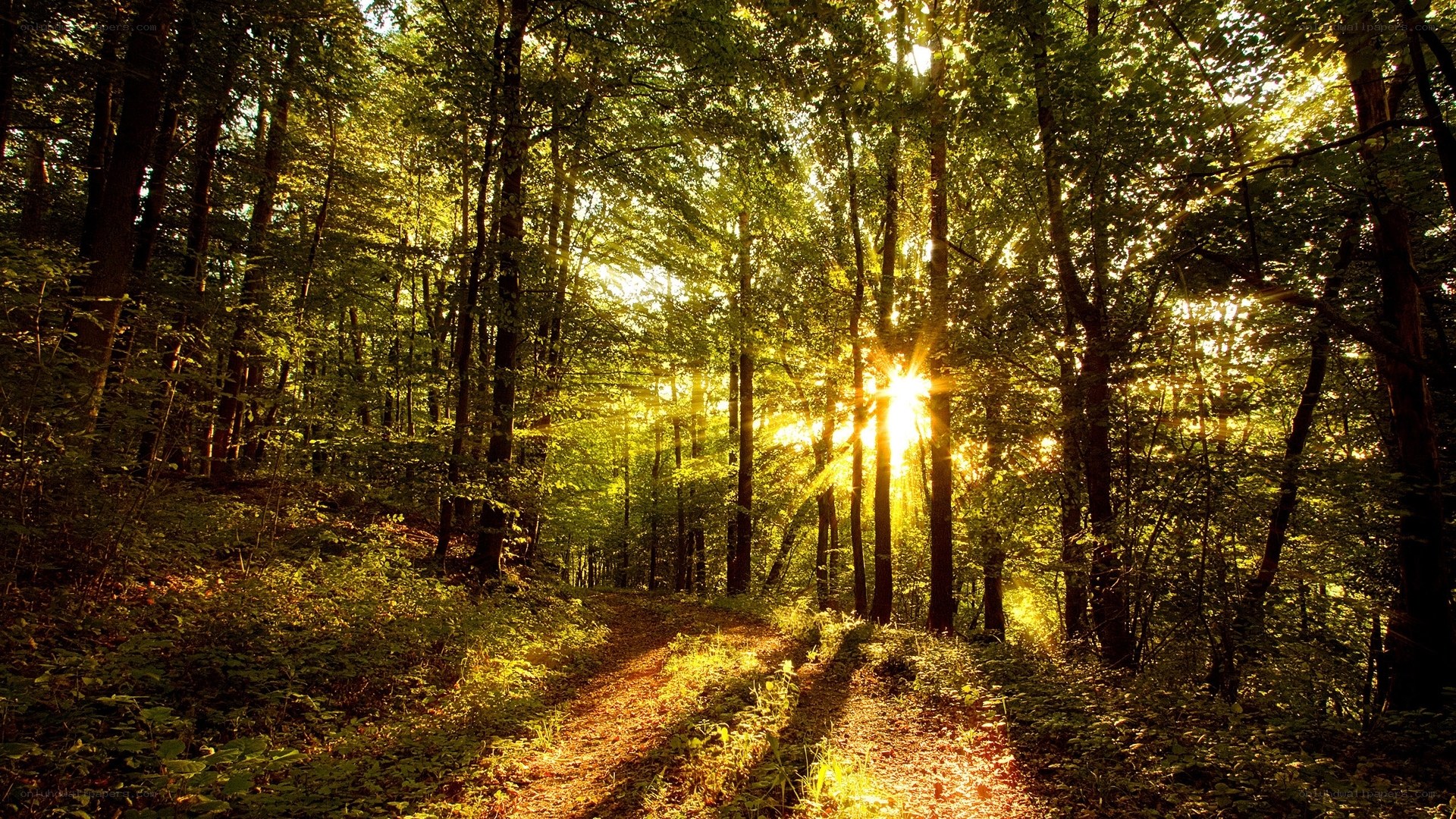 Sunlight through forest path