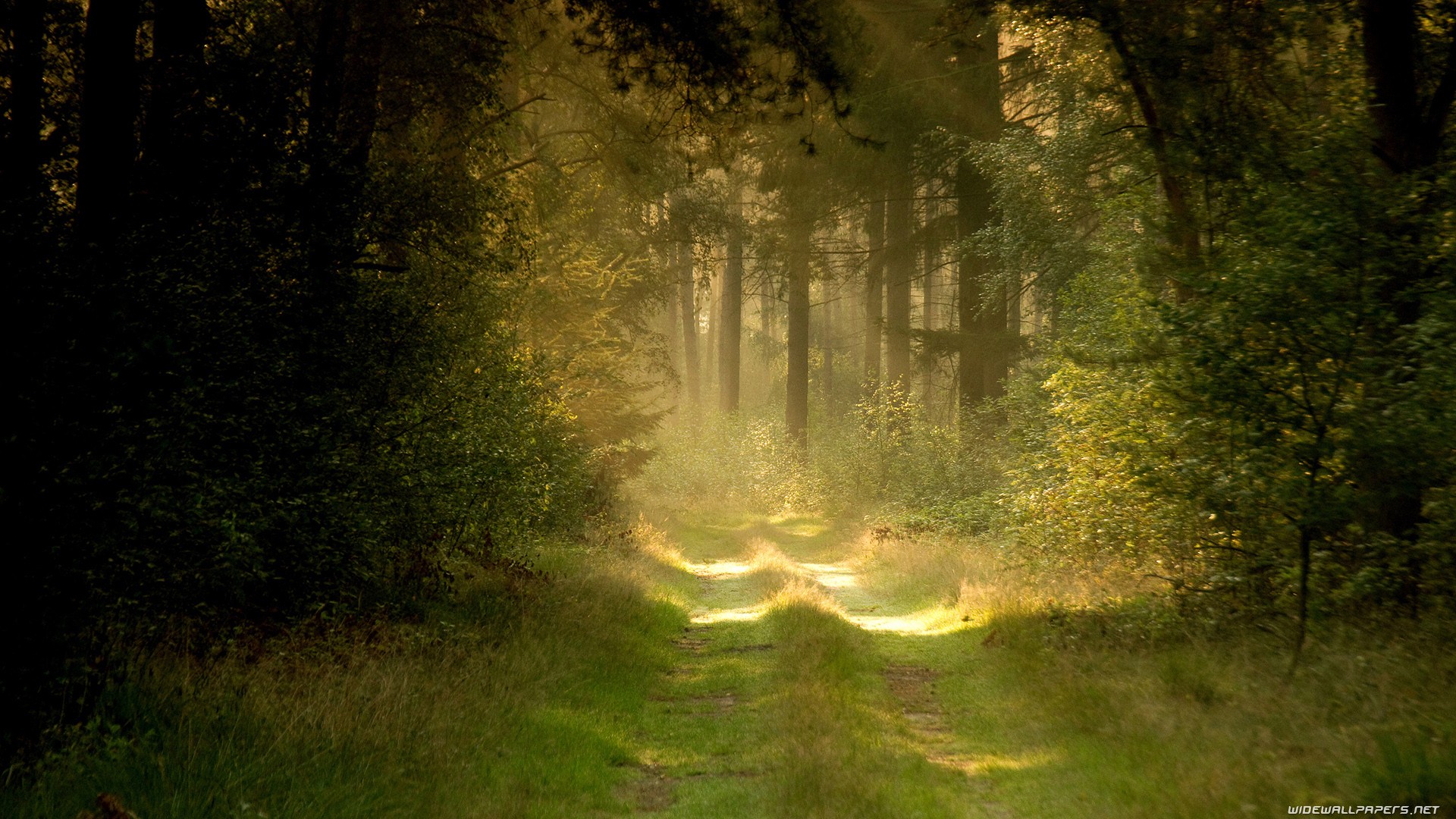 Sunlight through forest path