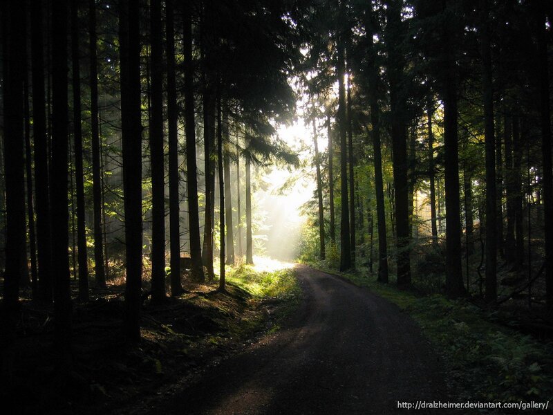 Sunlight through forest path