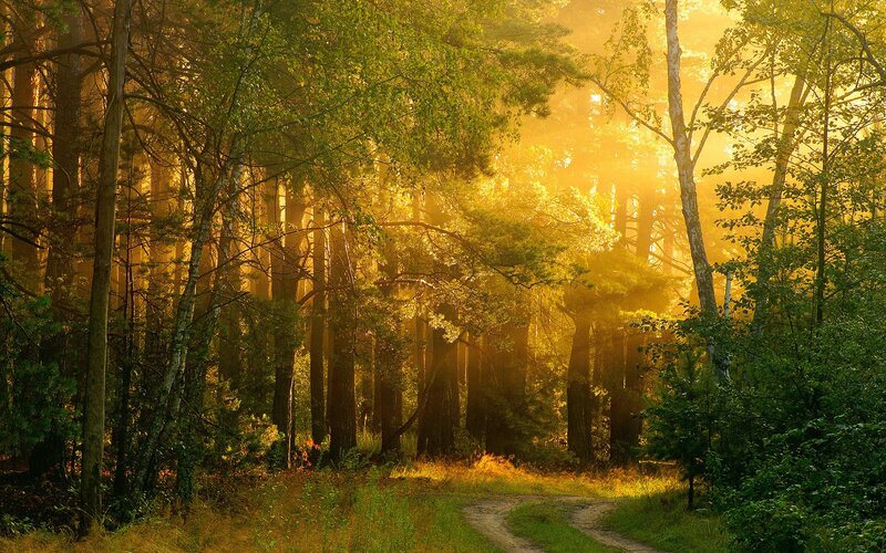 Sunlight through forest path