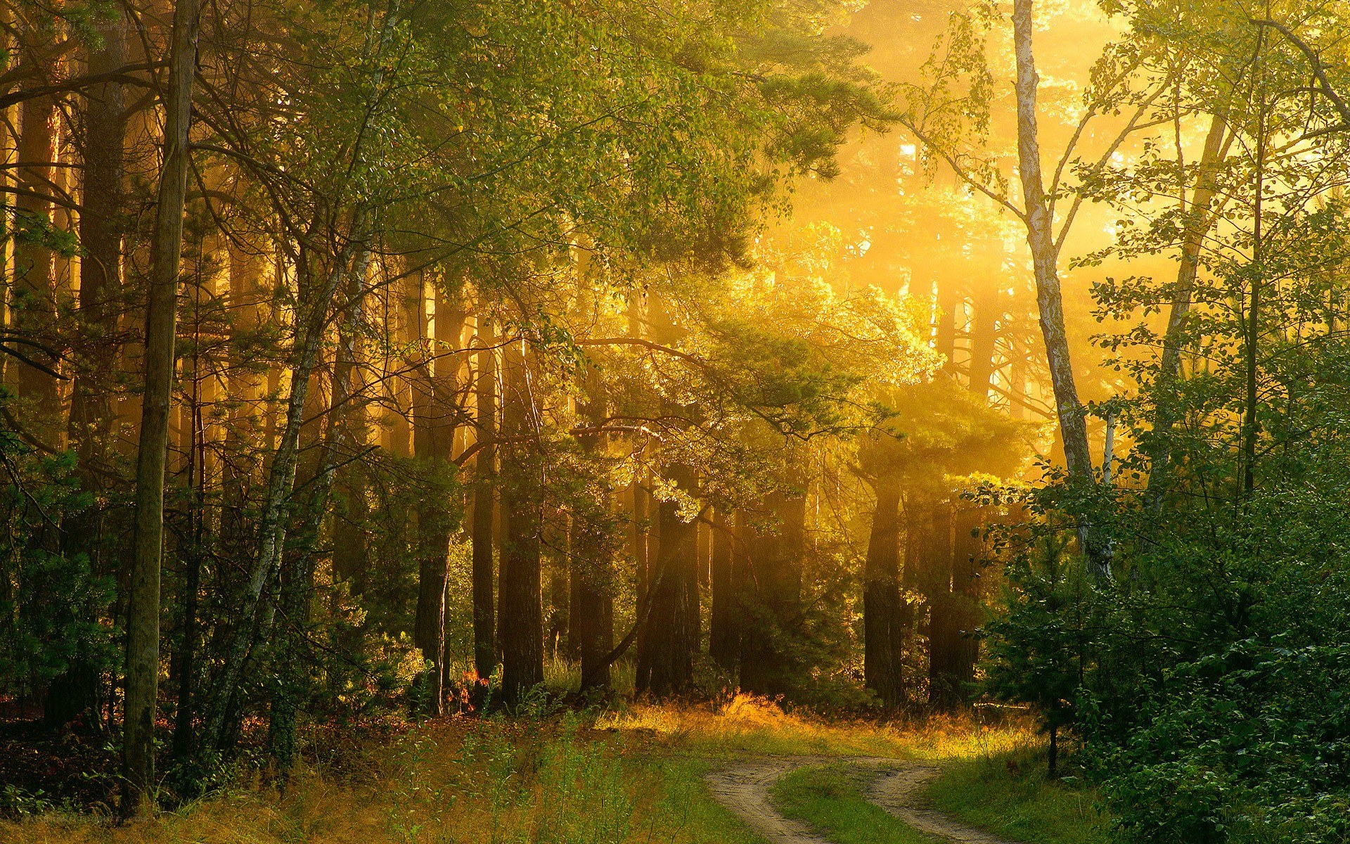 Sunlight through forest path