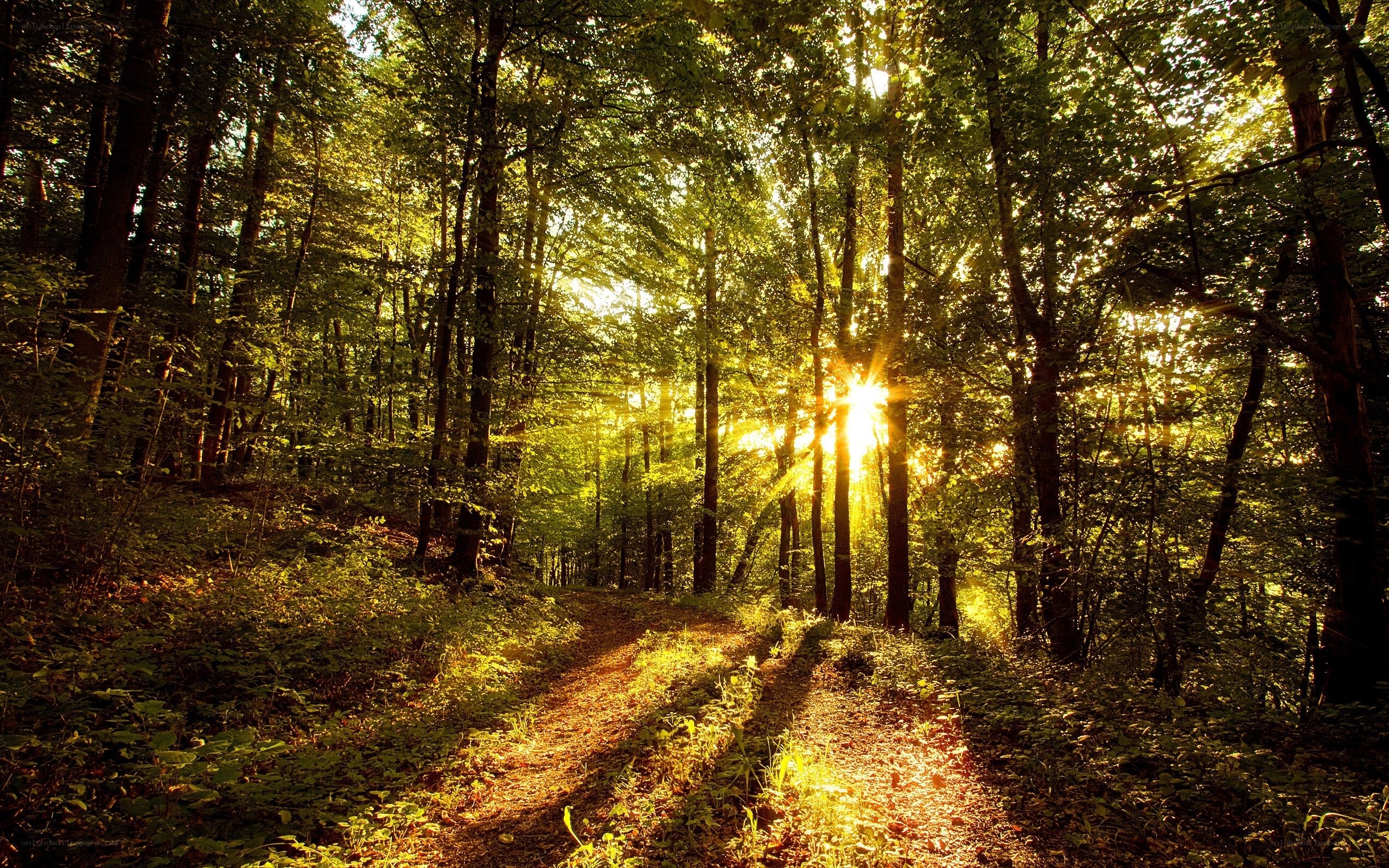 Sunlight through forest path