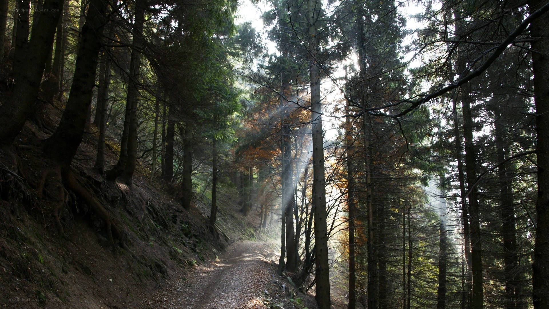 Sunlight through forest path