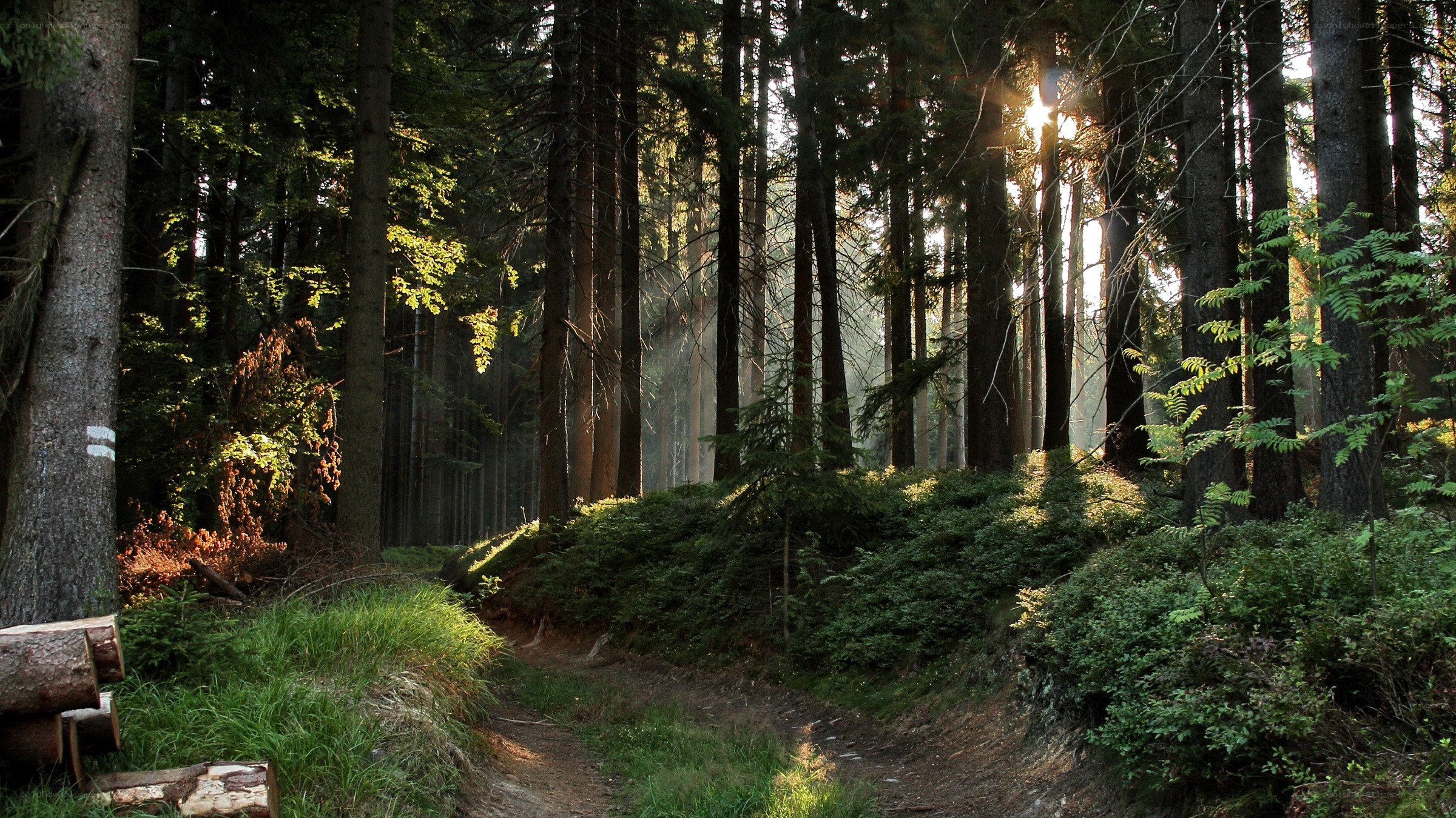 Sunlight through forest path