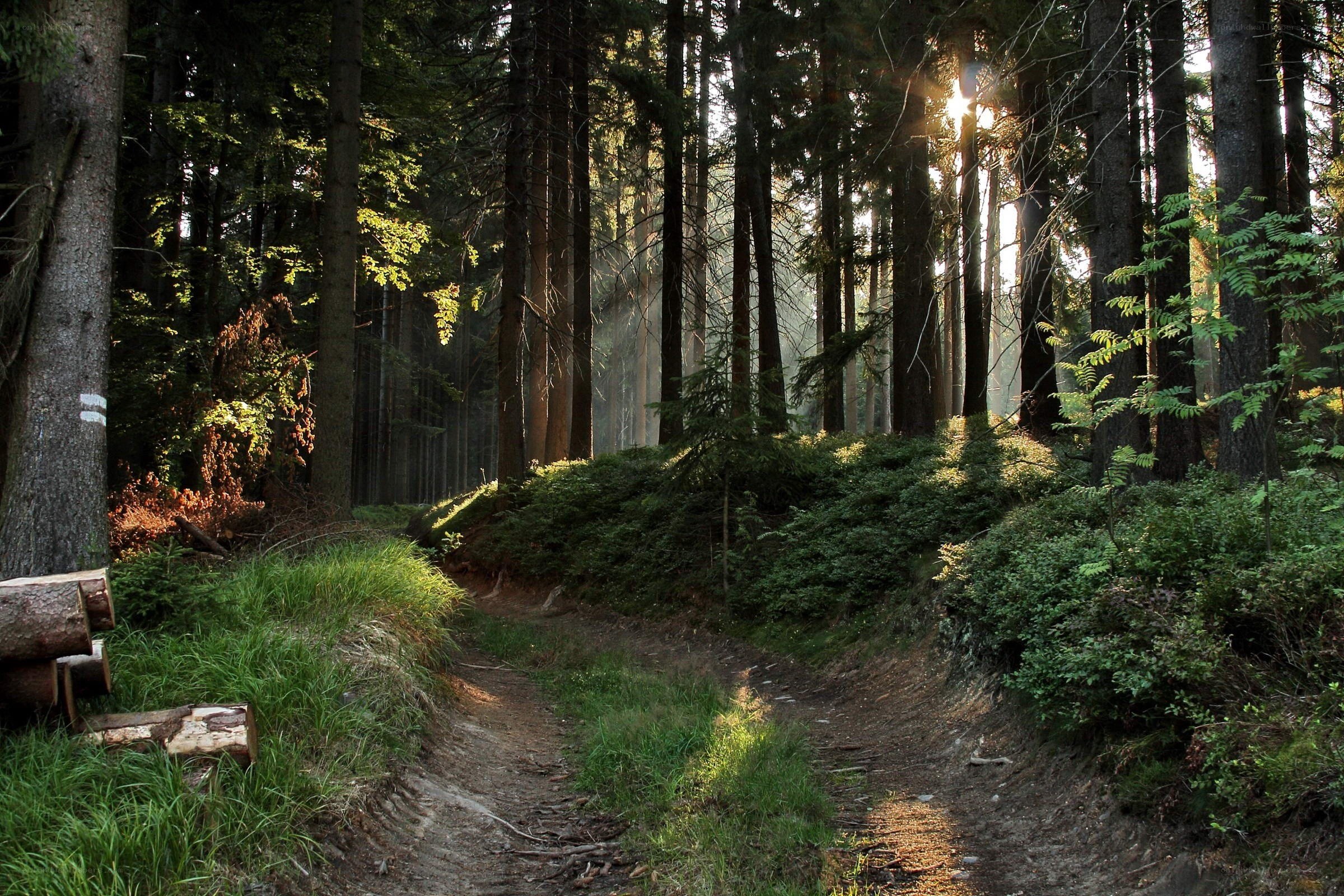 Sunlight through forest path