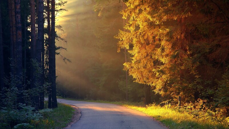 Sunlight through forest path