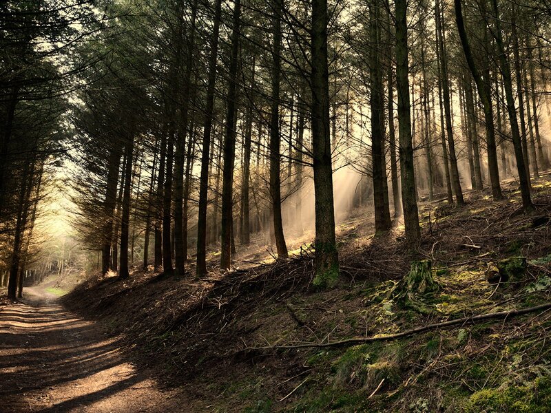 Sunlight through forest path