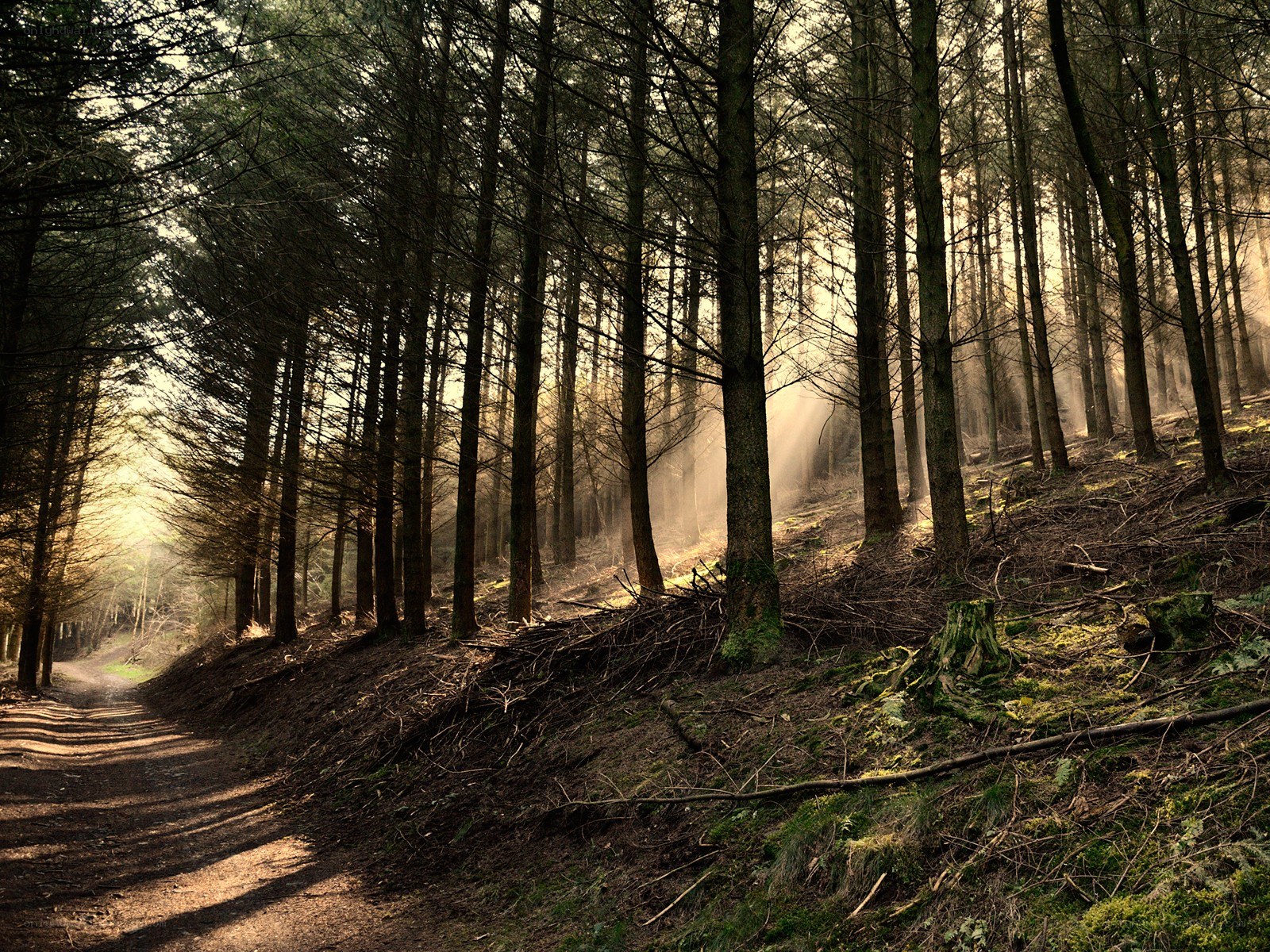 Sunlight through forest path