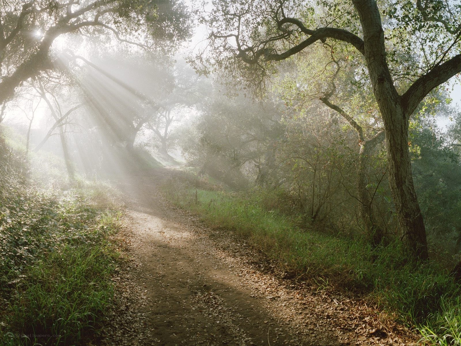 Sunlight through forest path