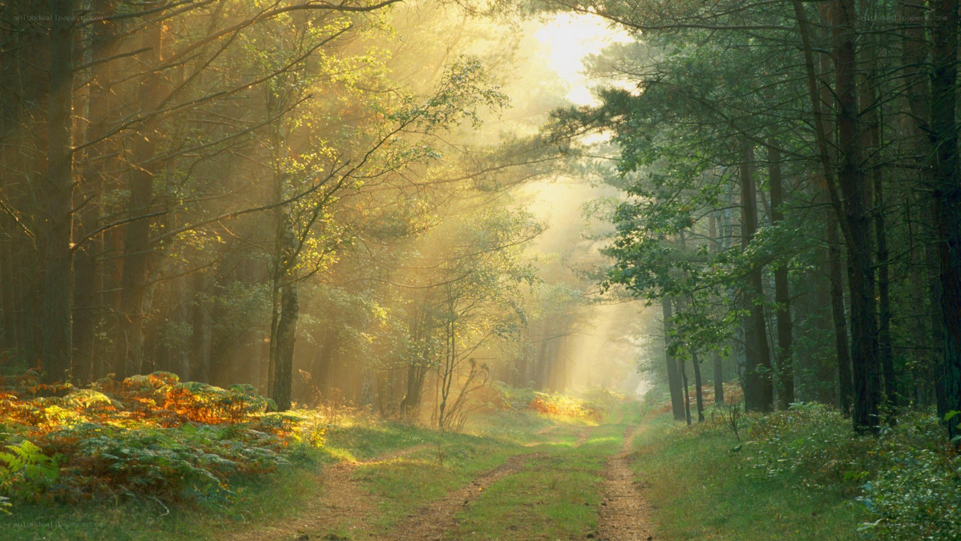 Sunlight through forest path