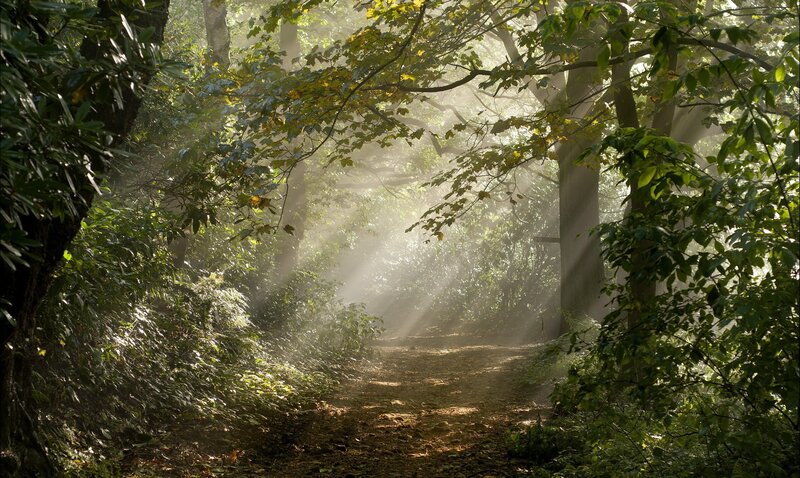 Sunlight through forest path