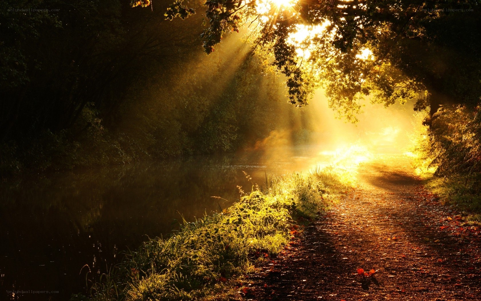 Sunlight through forest path