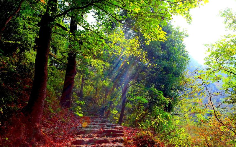 Sunlight through forest path