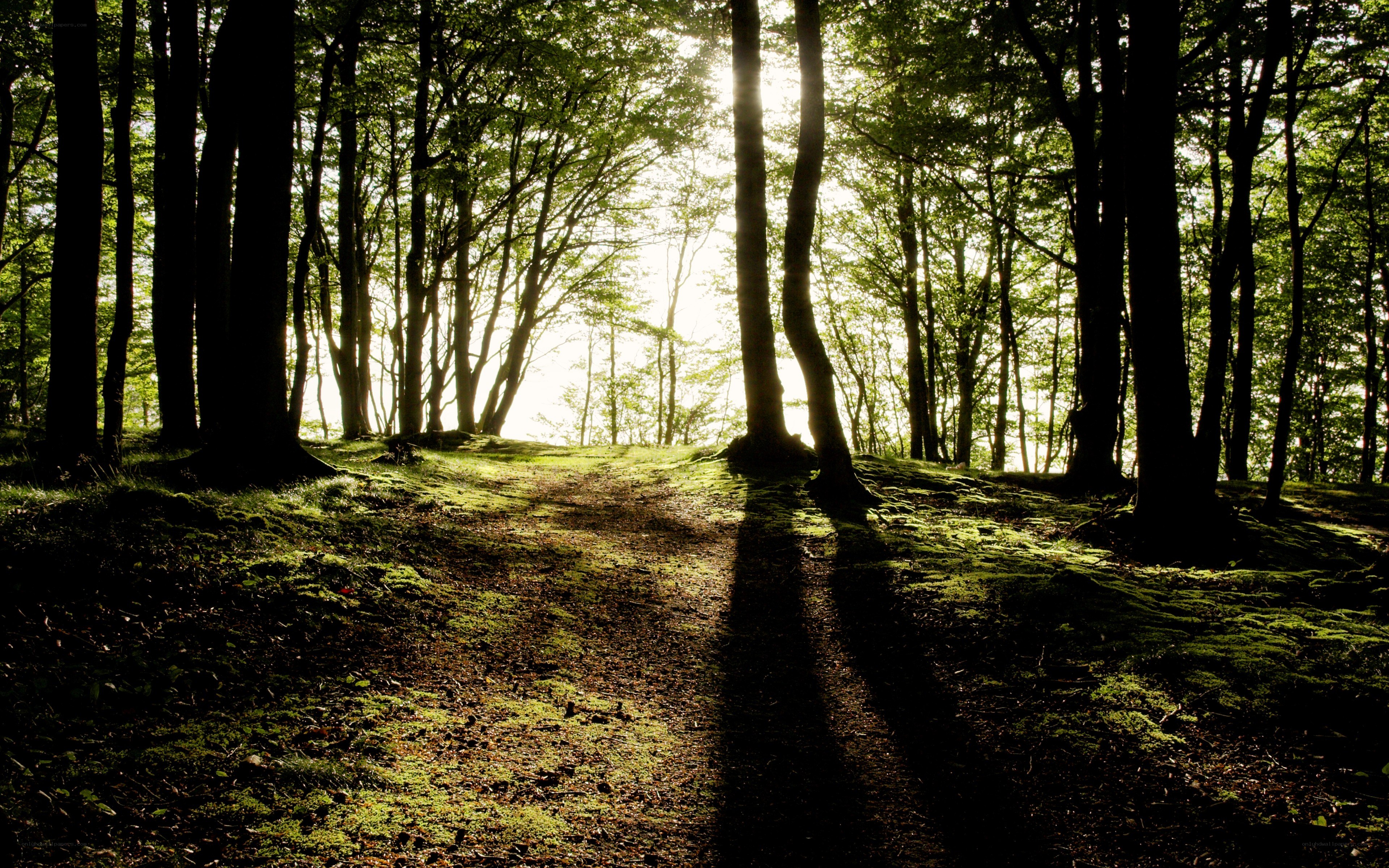 Sunlight through forest path
