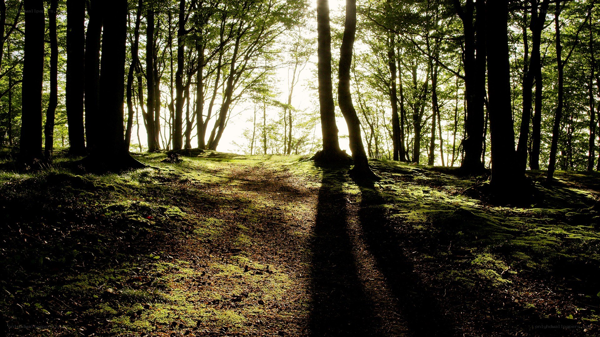 Sunlight through forest path