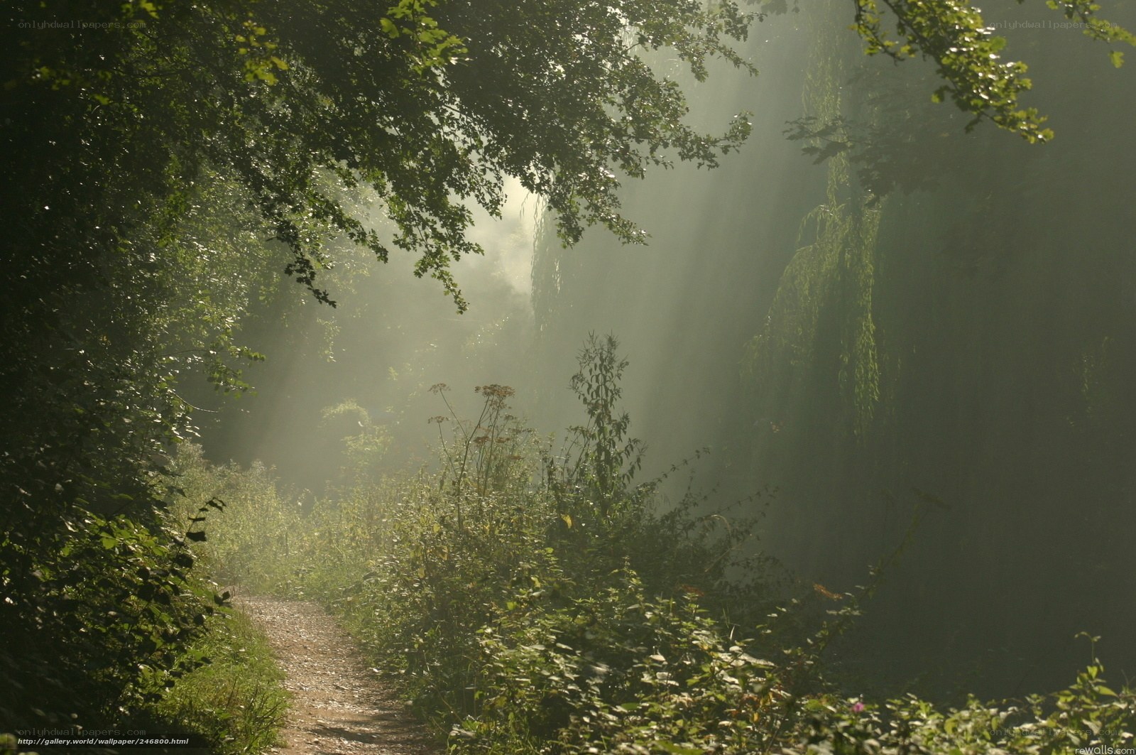 Sunlight through forest path