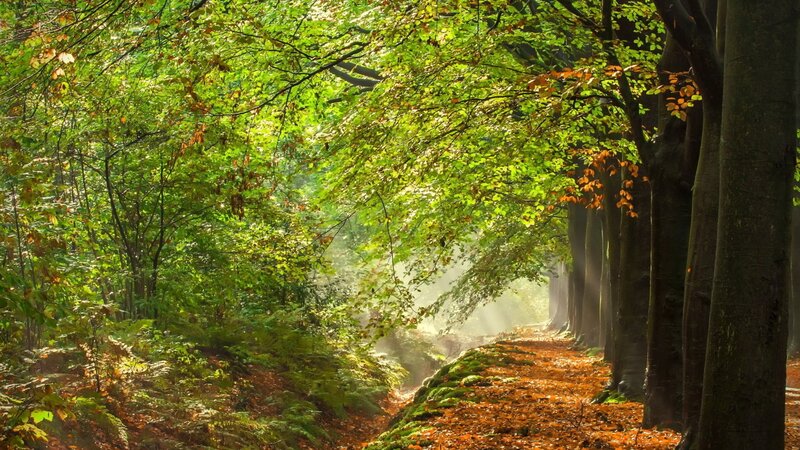 Sunlight through forest path